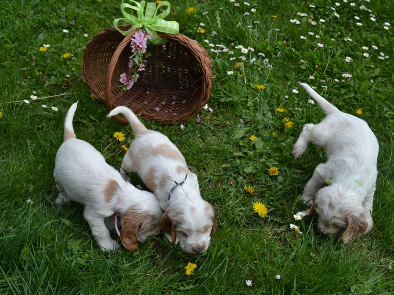 40 - Lola, Luke, leo.JPG